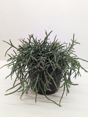 Mistletoe Cactus | Easy Care Trailing Succulent for Hanging Baskets