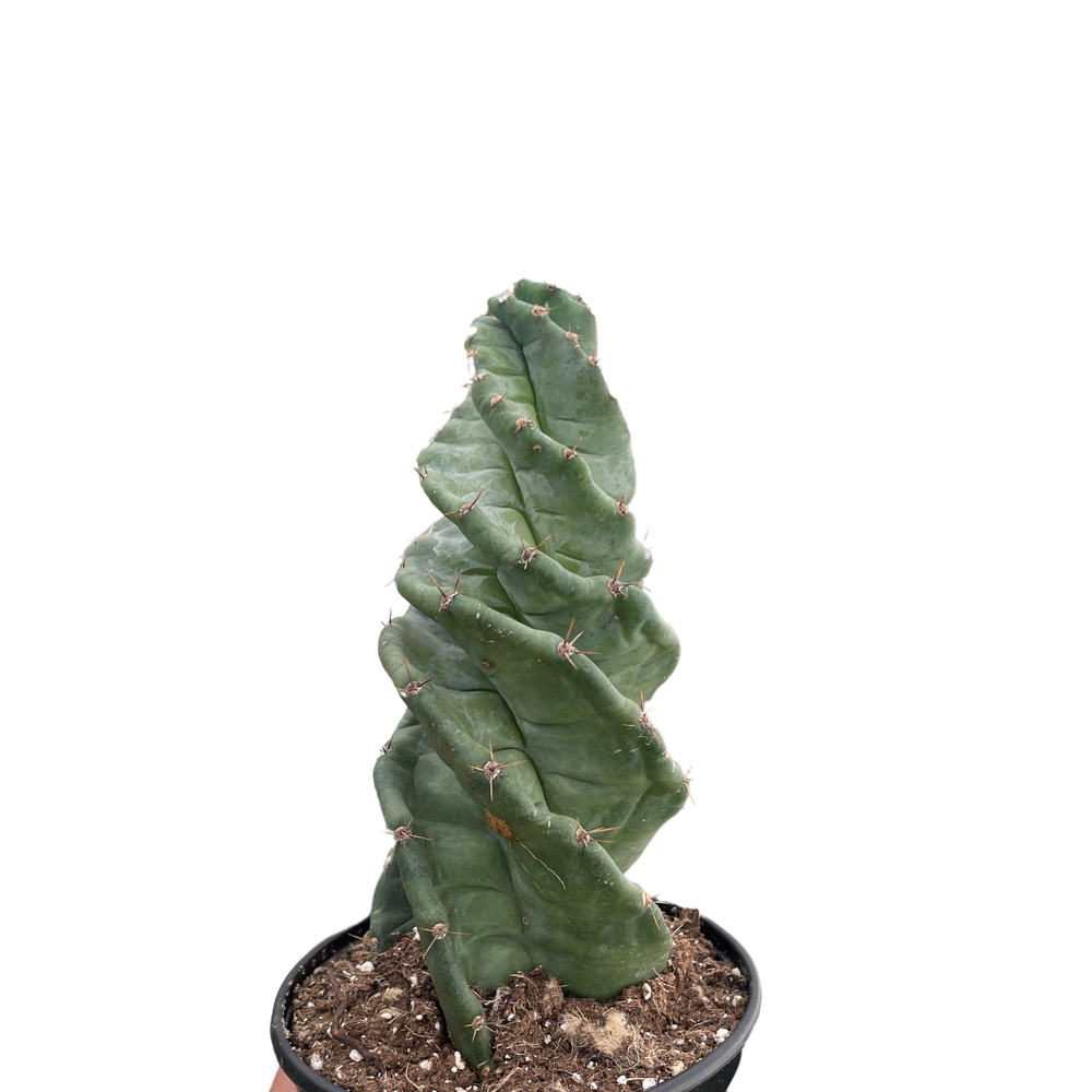 Cereus forbesii 'Spiralis'