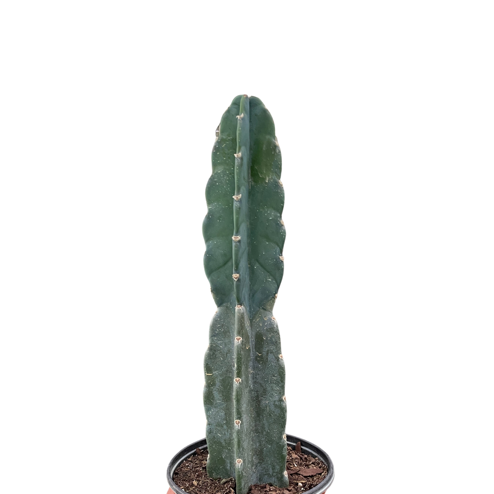 Succulent Cereus Cuddly Cactus