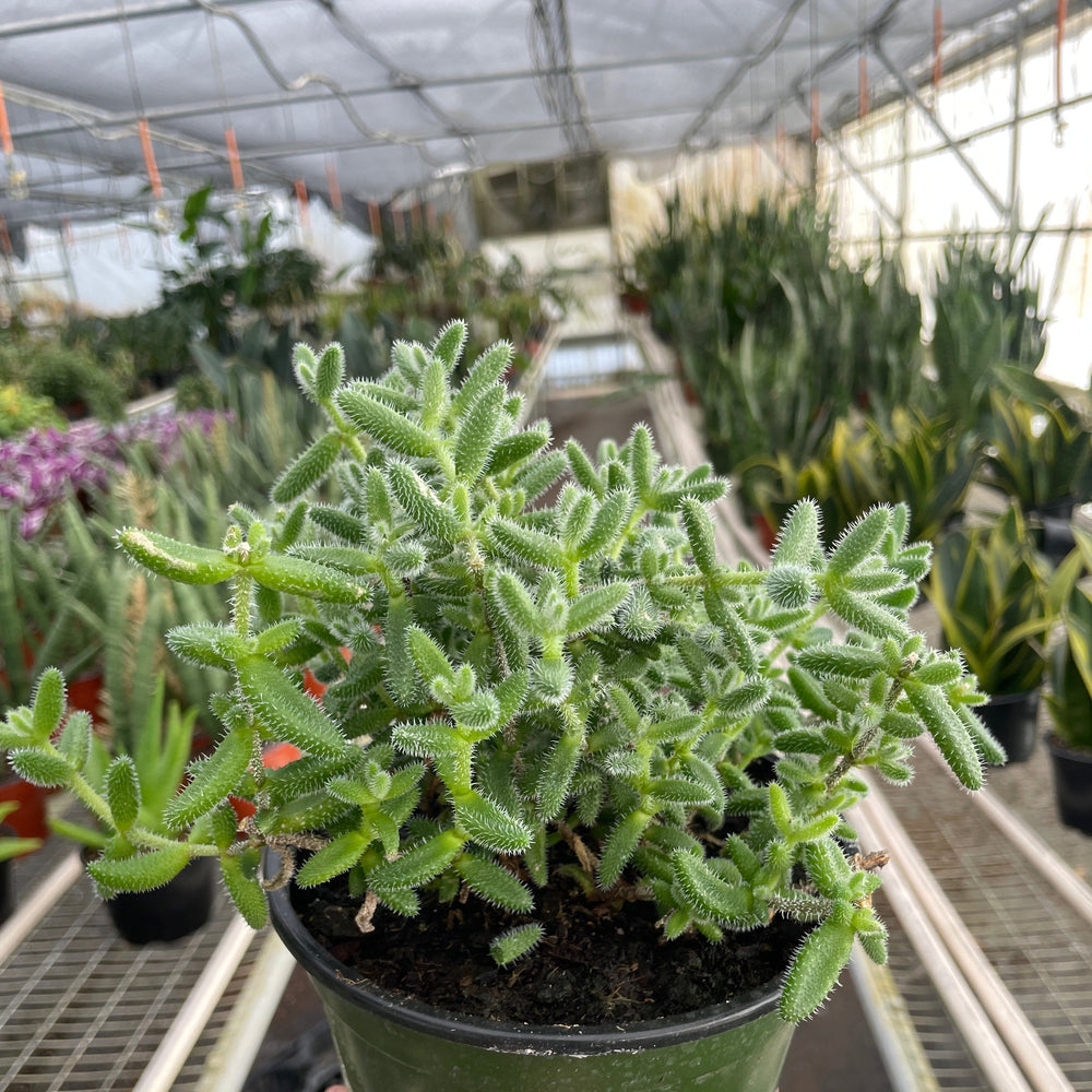 Delosperma echinatum 'Pickle Plant'
