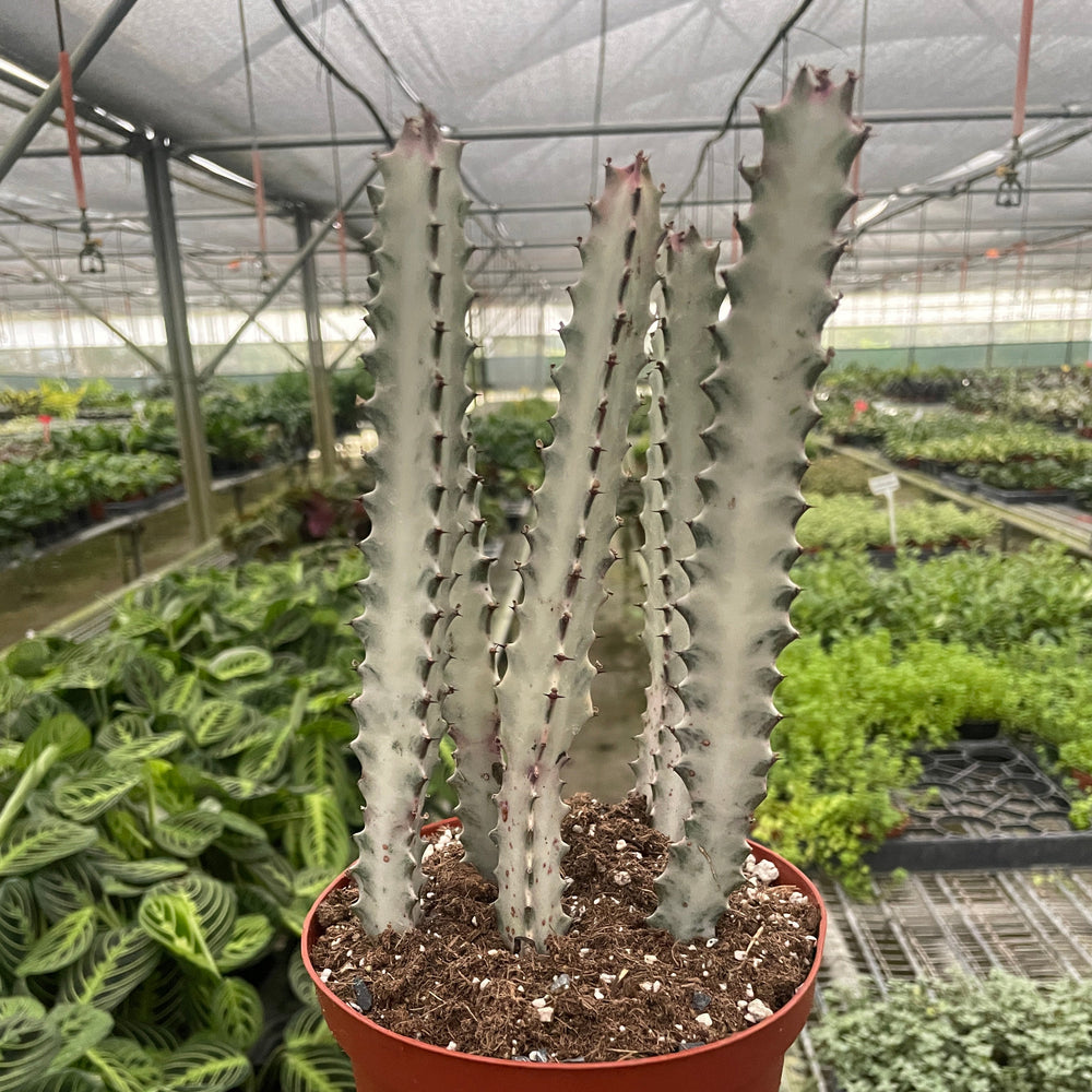 Succulent Euphorbia 'Dragon Bone'