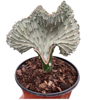 Succulent Euphorbia Lactea Ghost