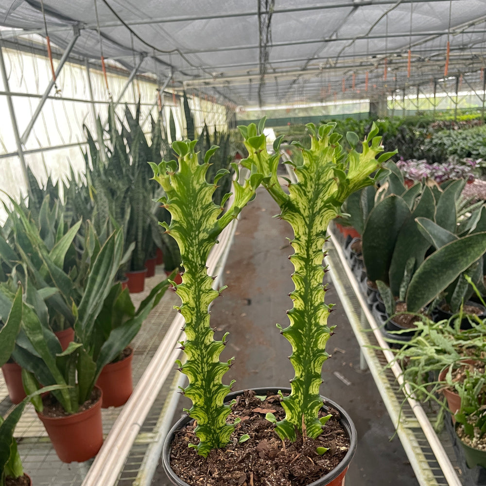 Euphorbia 'Mint Cream'