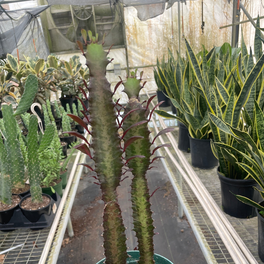 Succulent Euphorbia 'Trigona Rubra'