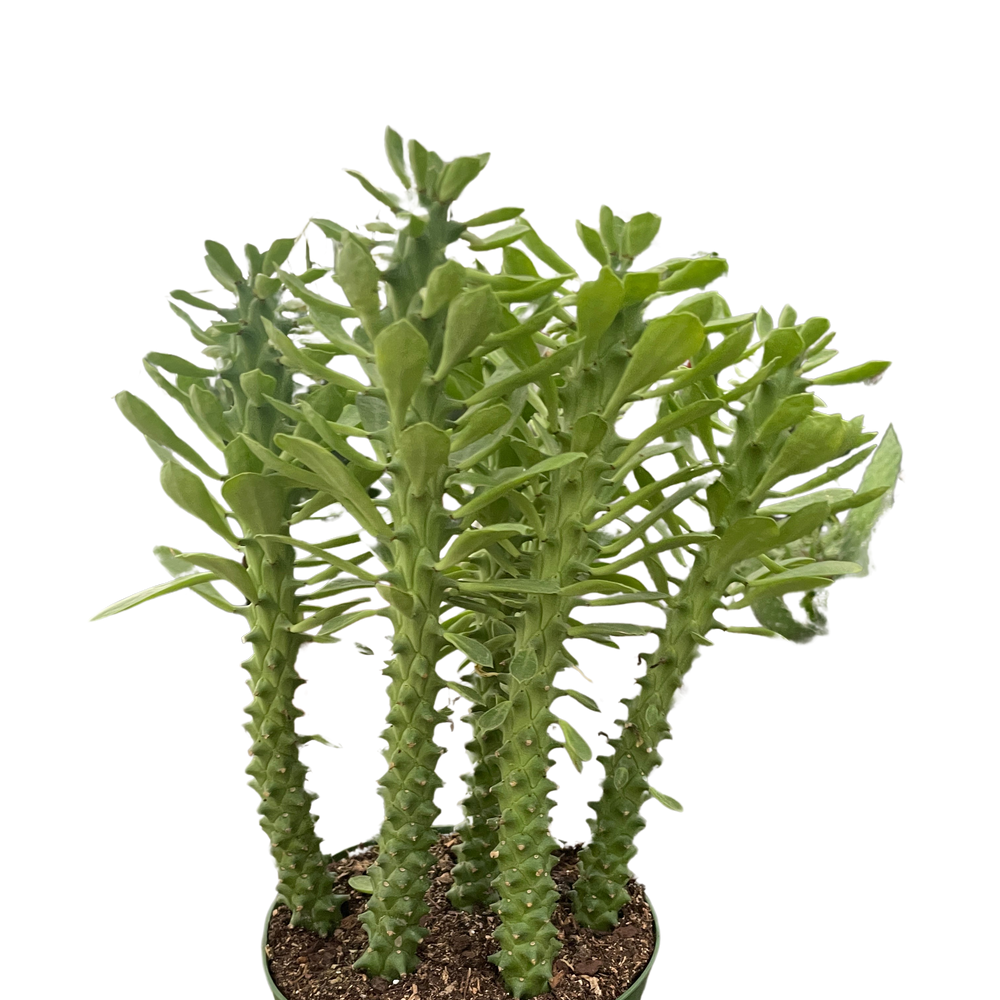 Euphorbia 'Sausage Spurge'
