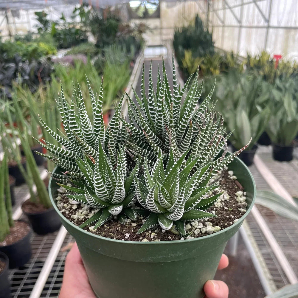 Zebra Succulent