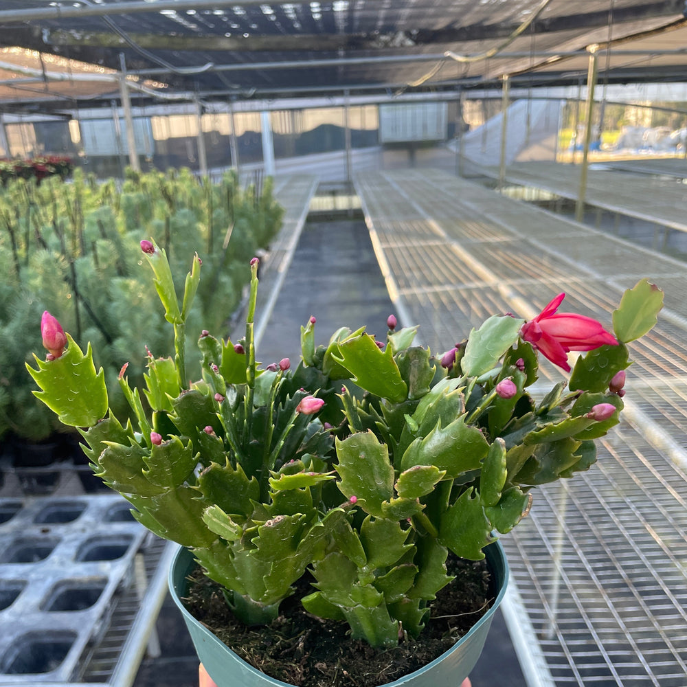 Christmas Cactus | Easy Care Holiday Plant | House Plant Shop