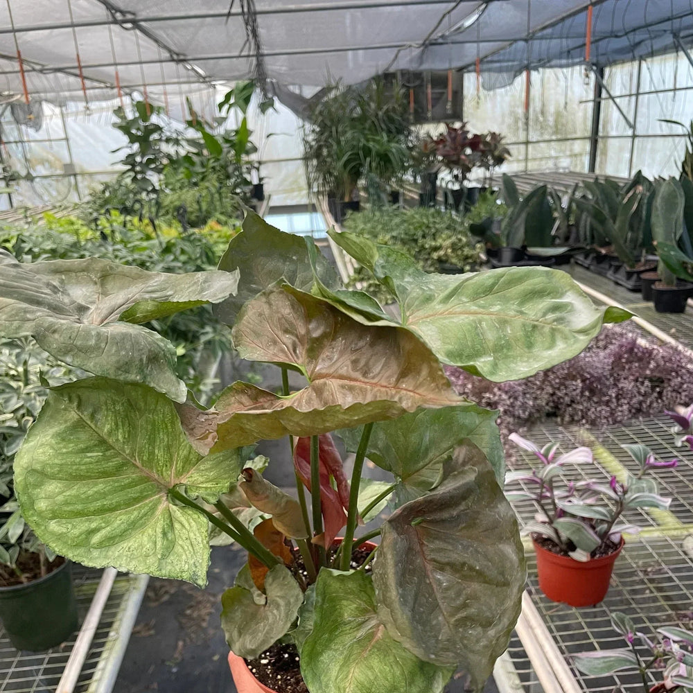 Syngonium Merry