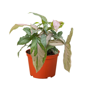 Syngonium 'Pink Splash' - 4" Pot