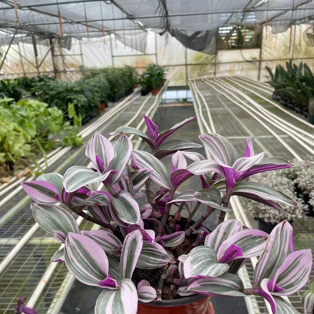 Tradescantia 'Nanouk'
