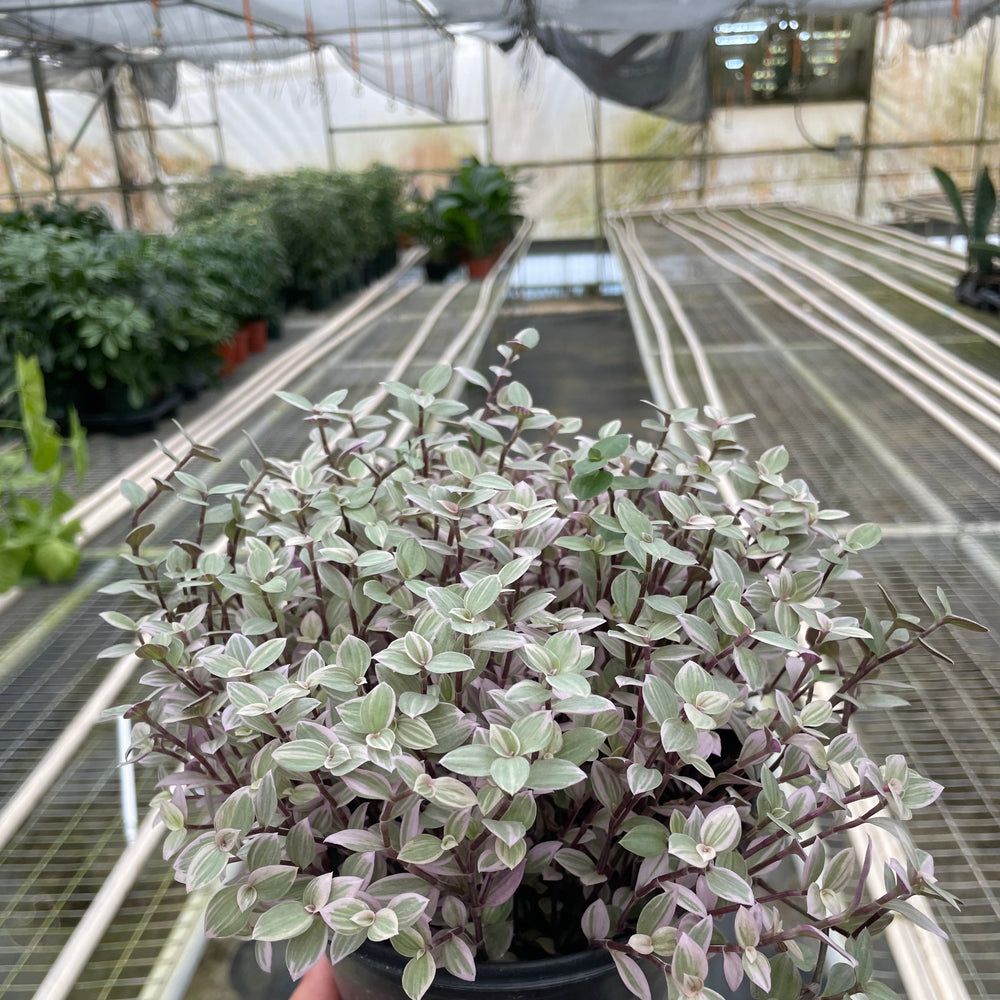 Tradescantia Callisia 'Pink Panther'