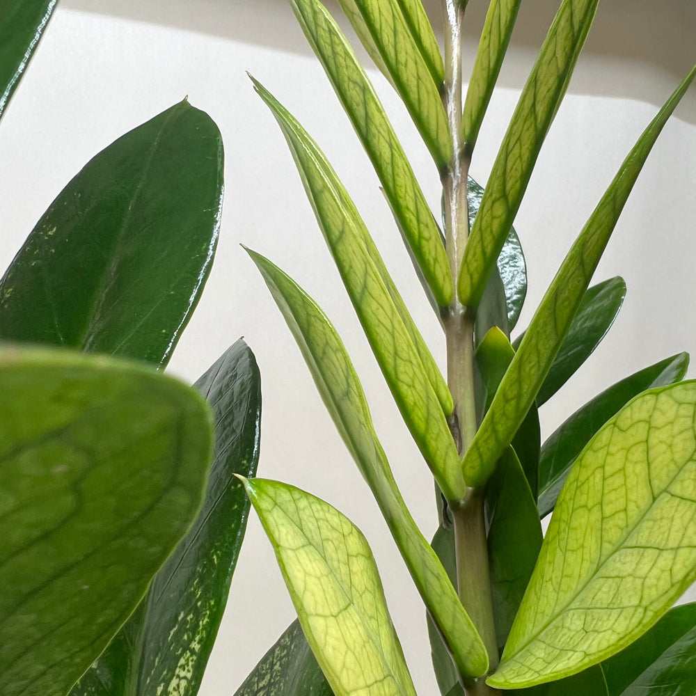 Zamioculcas 'Chameleon'