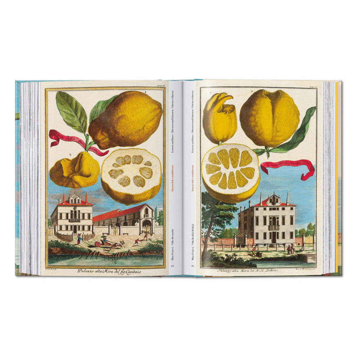 J. C. Volkamer. The Book of Citrus Fruits. 45th Ed. (German, French, English)