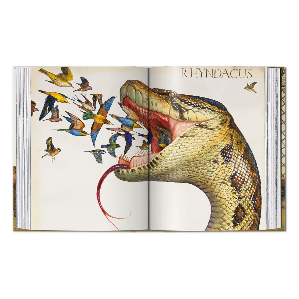 Walton Ford. 40th Ed. (German, French, English)
