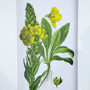 Verdure Elegance™ — Set of 4 Botanical Wall Art Prints