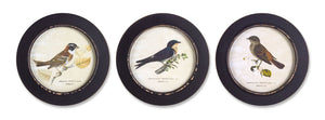 Wood framed encyclopedia bird print (set of 3) 9.5"d