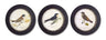 Wood framed encyclopedia bird print (set of 3) 9.5"d