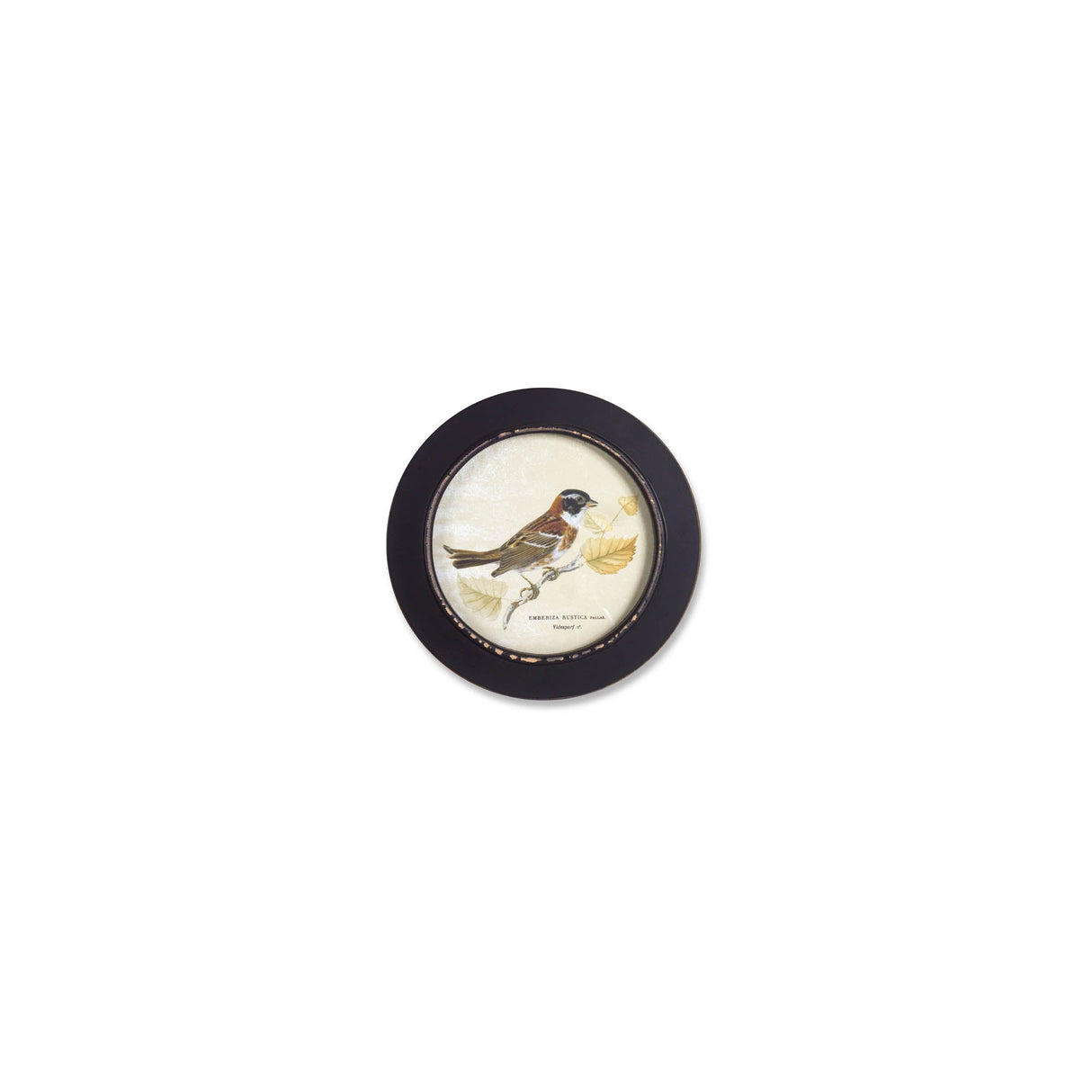 Wood Framed Encyclopedia Bird Print (Set of 3)