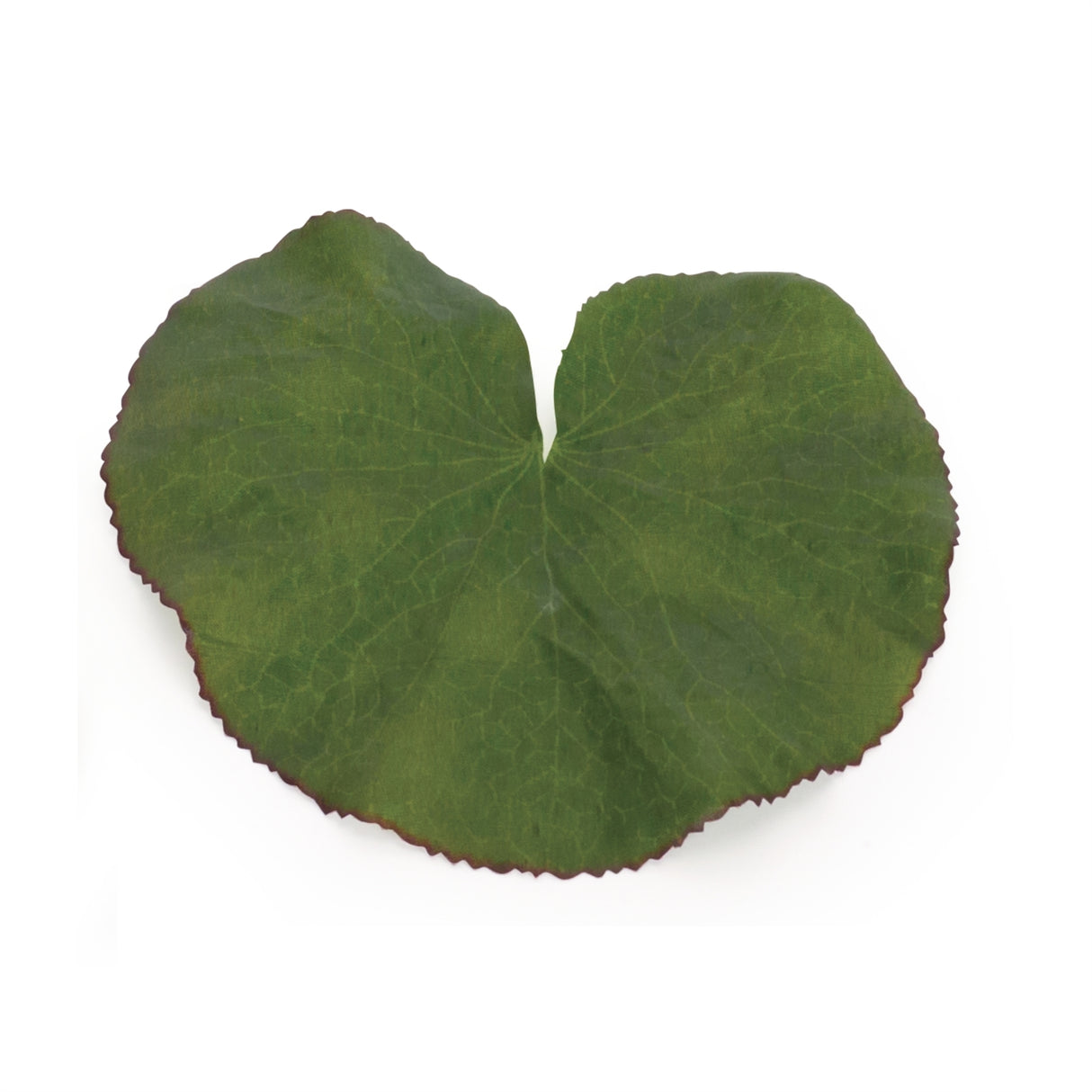 Assorted bag of leaves filler (set of 12)