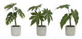 Assorted foliage plant in grey pot (set of 6)