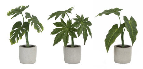 Assorted foliage plant in grey pot (set of 6)