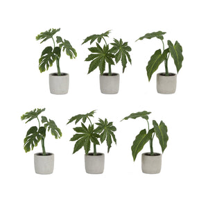 Assorted-Foliage-Plant-in-Grey-Pot-(Set-of-6)-Pots-&-Planters