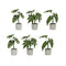 Assorted-foliage-plant-in-grey-pot-(set-of-6)-Pots-&-Planters