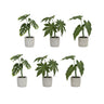 Assorted foliage plant in grey pot (set of 6)