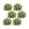 Spring-Boxwood-Half-Orb-(Set-of-6)-Artificial-Flowering-Plants