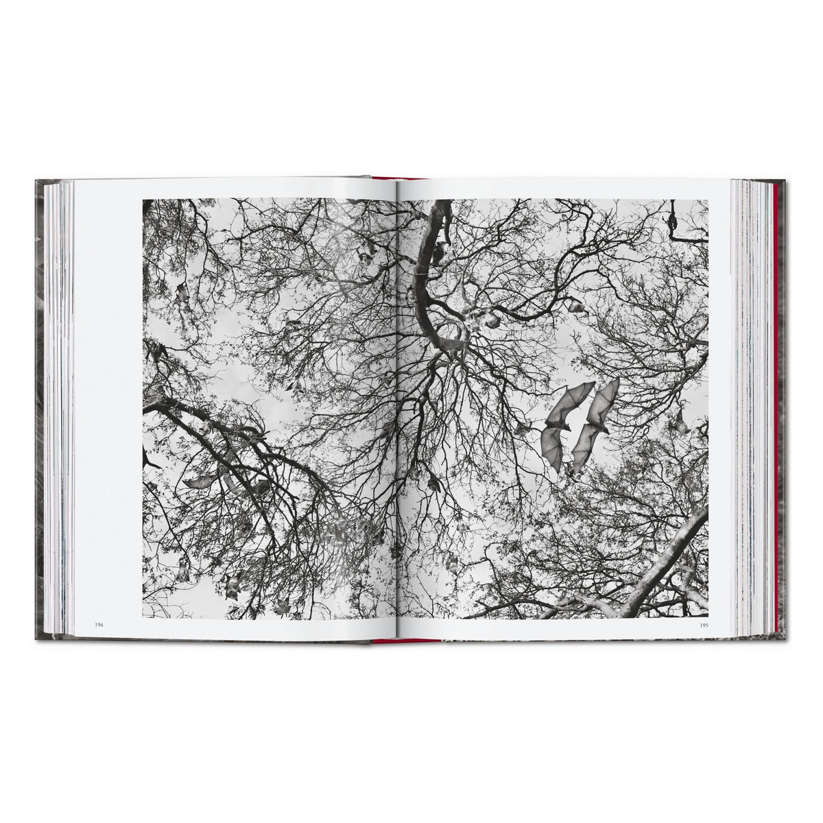 Sebastião Salgado. Genesis. 45th Ed. (English)