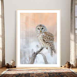 Barred Owl Wall Art Canvas Print – Soft Neutral Wildlife