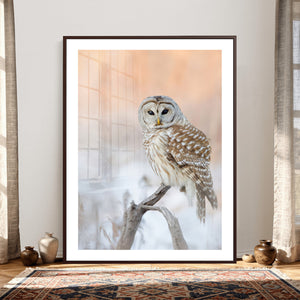 Barred Owl Wall Art Canvas Print – Soft Neutral Wildlife