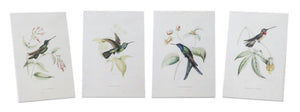 Tabletop Encyclopedia Hummingbird Print (Set of 4)
