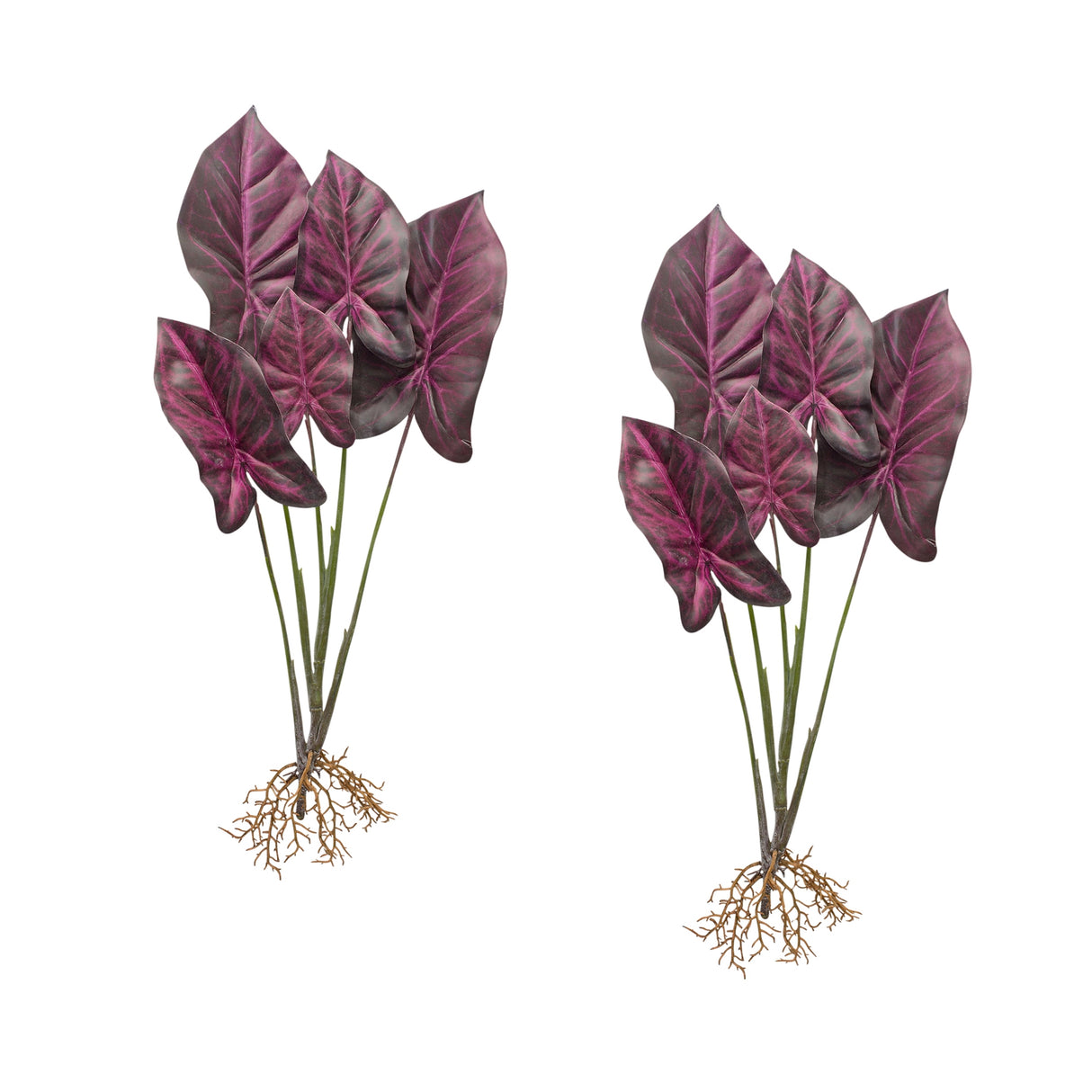 Burgandy caladium plant with roots accent (set of 2)