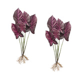 Burgandy caladium plant with roots accent (set of 2)