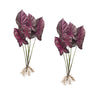 Burgandy caladium plant with roots accent (set of 2)