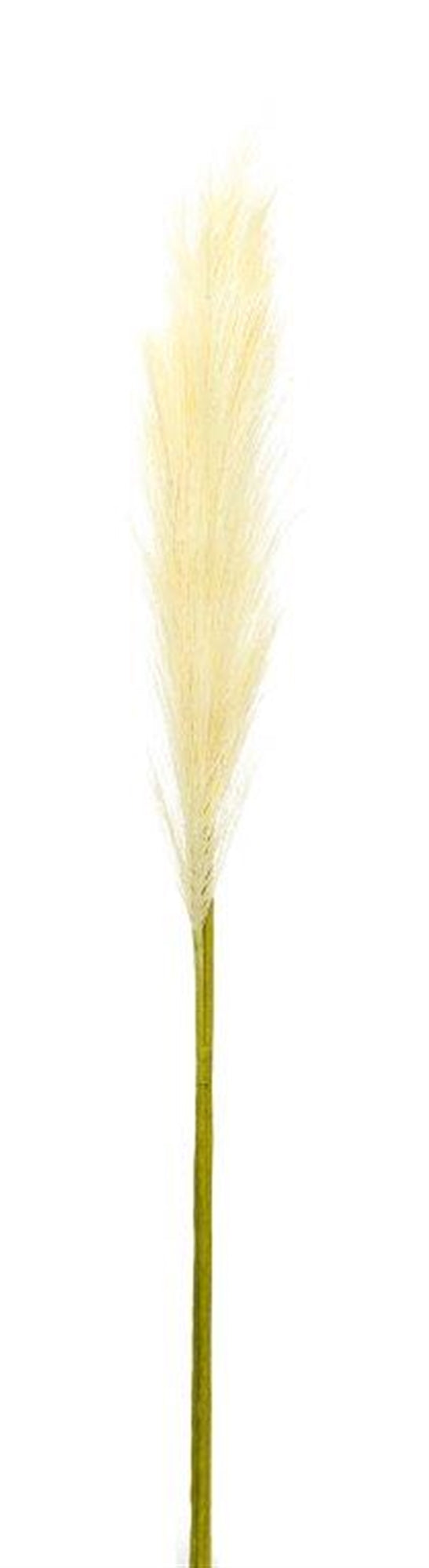 Cream pampas gass stem (set of 4)