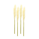 Cream pampas gass stem (set of 4)