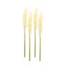 Cream pampas gass stem (set of 4)