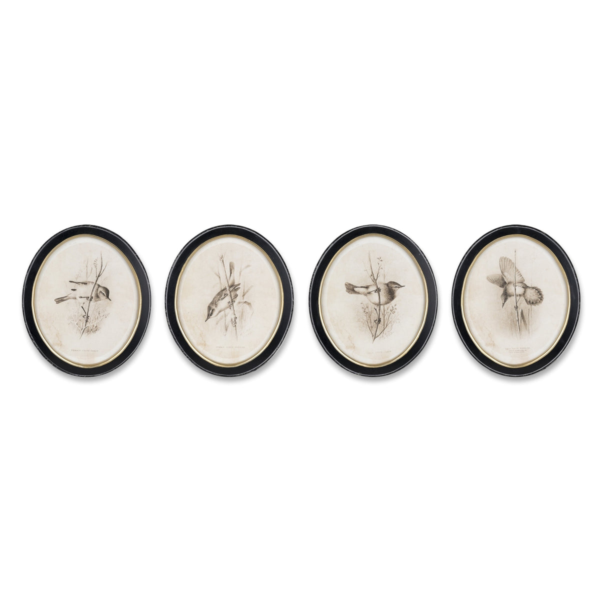 Framed Bird Print (Set of 4)