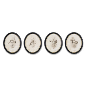Framed Bird Print (Set of 4)