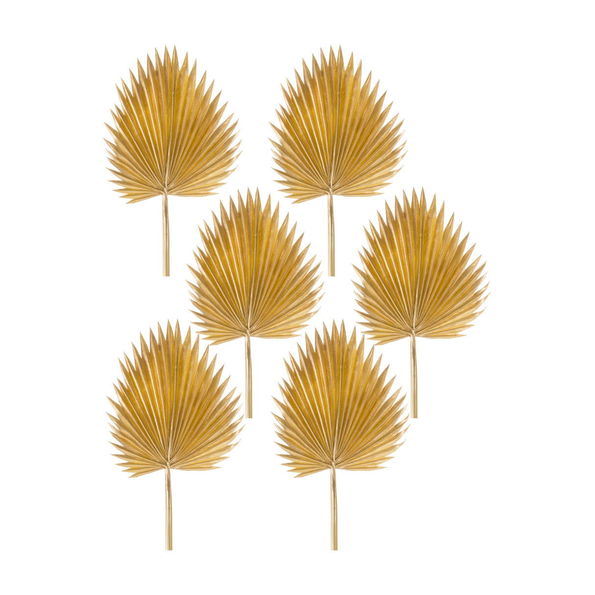 Natural gold fan palm leaf (set of 6)