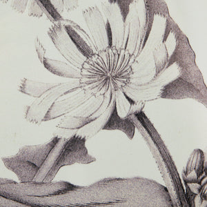 Verdura Botanica: Four-Print Houseplant Pencil Art Set