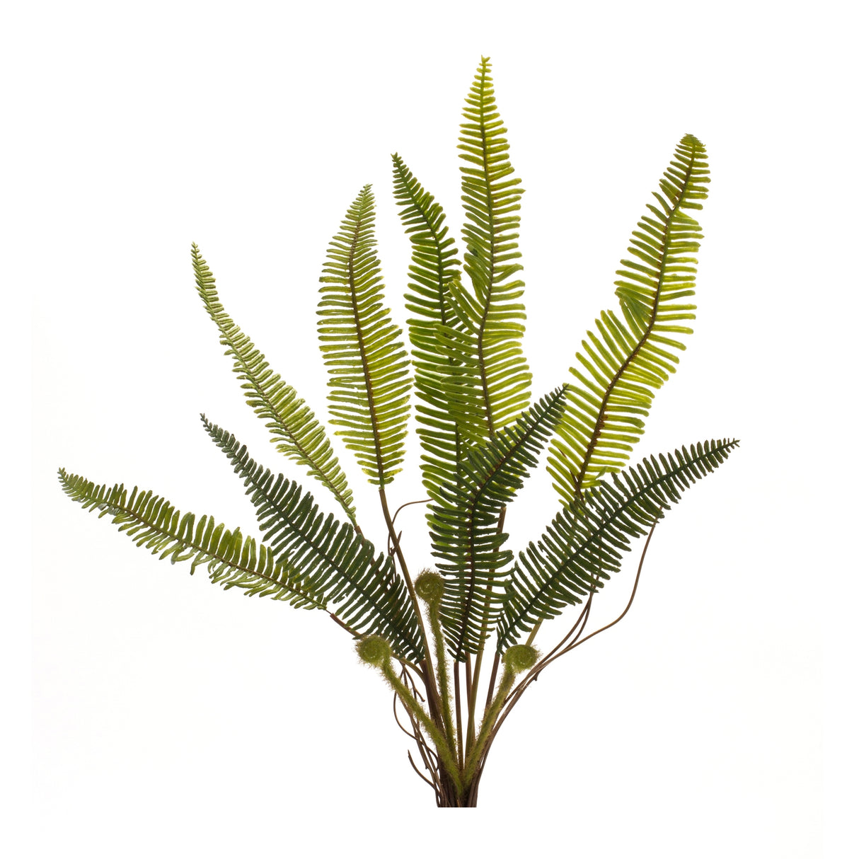 Varigated fern foliage bush (set of 6)