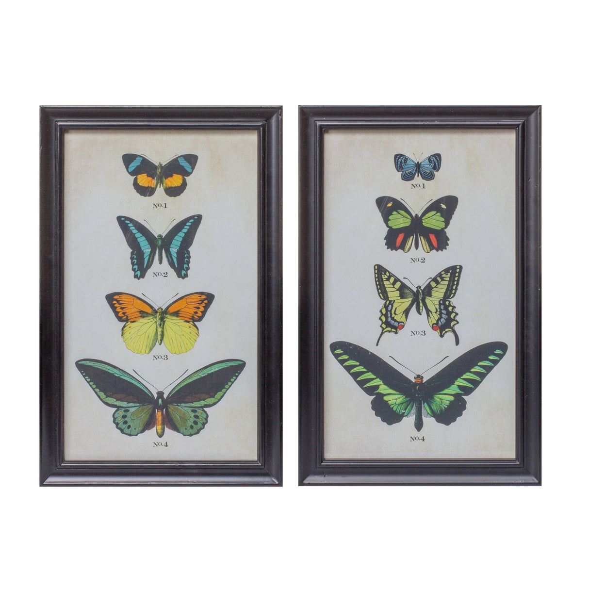 Framed-Encyclopedia-Butterfly-Print-Under-Glass-(Set-of-2)-Wall-Art