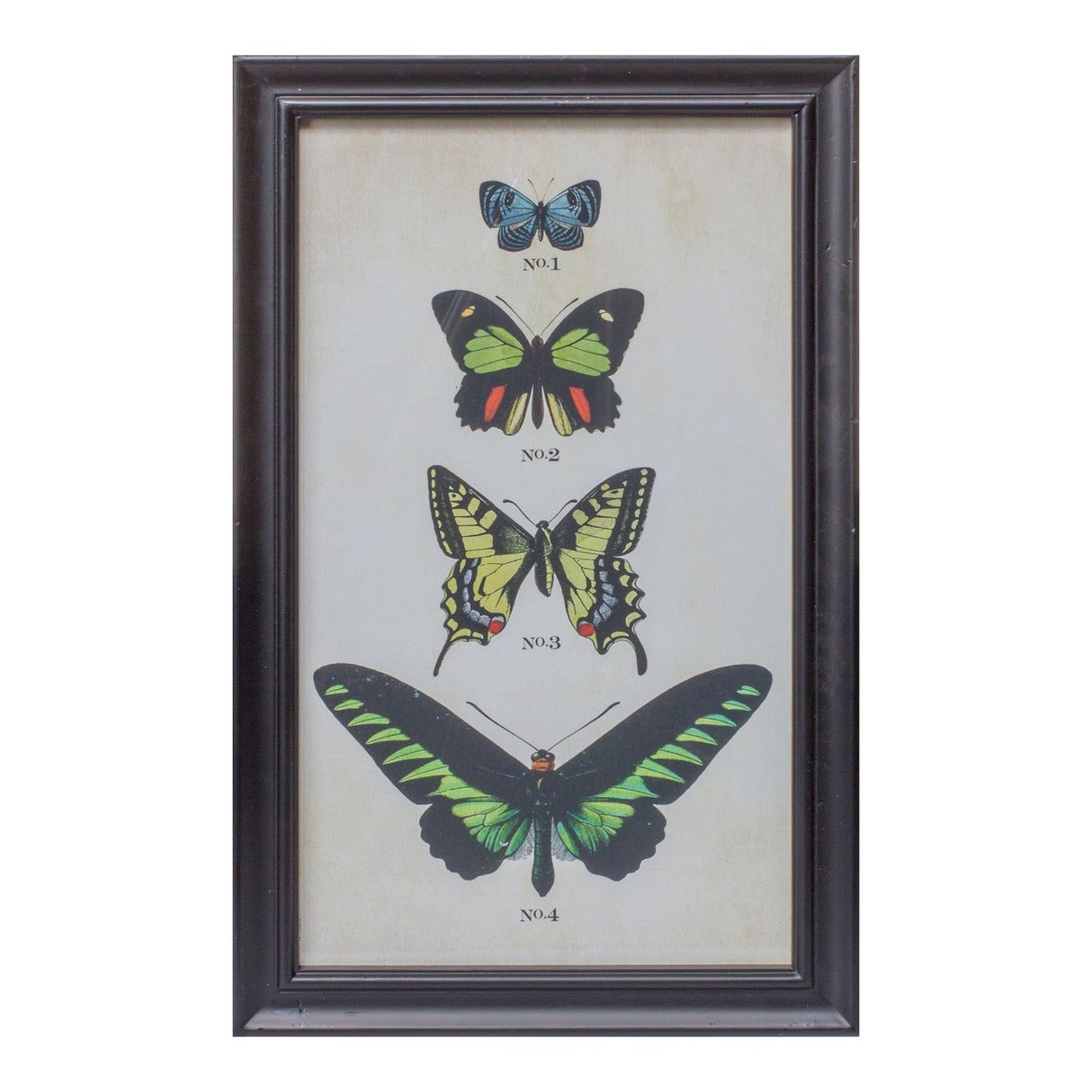 Framed Encyclopedia Butterfly Print Under Glass (Set of 2)