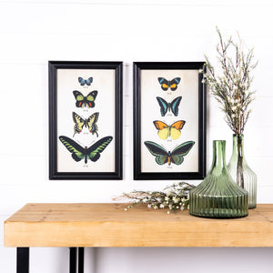 Framed Encyclopedia Butterfly Print Under Glass (Set of 2)