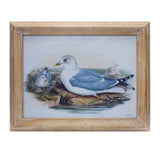 Framed sea bird print under glass 16.5"l