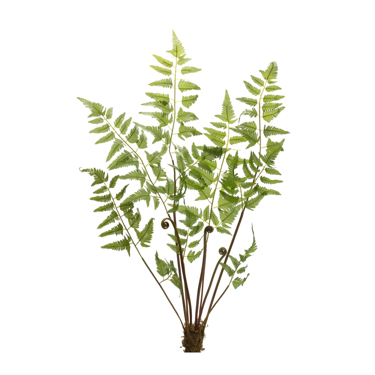 Varigated fern bundle with sprout accents (set of 6)