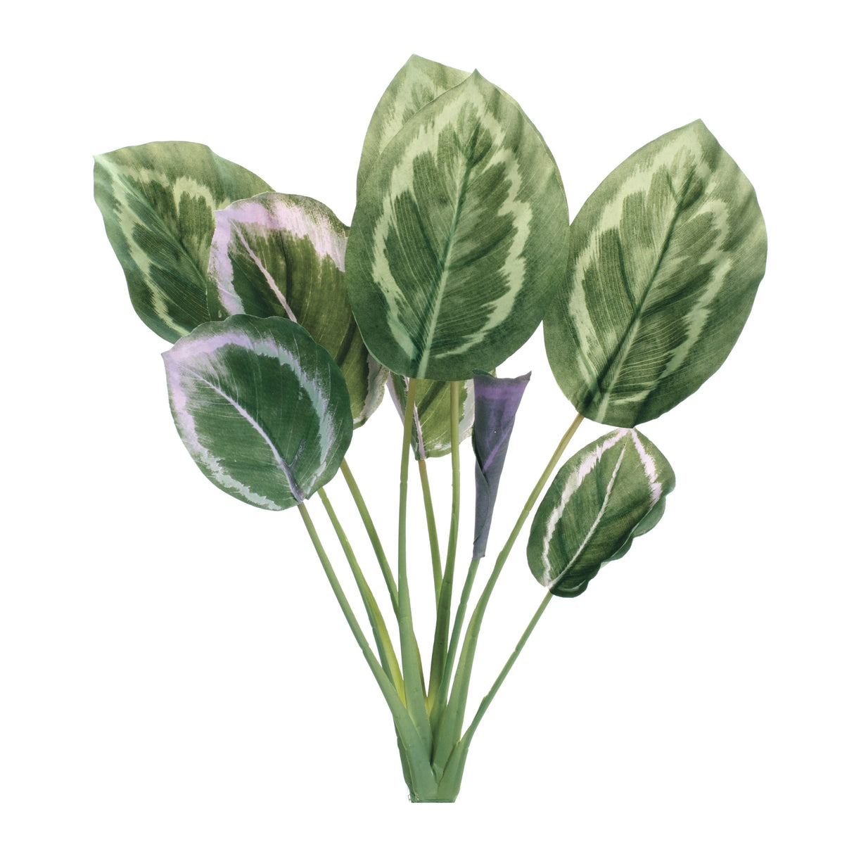 Prayer plant foliage bush (set of 6)